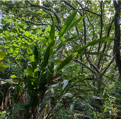 月桃 Alpinia zerumbet